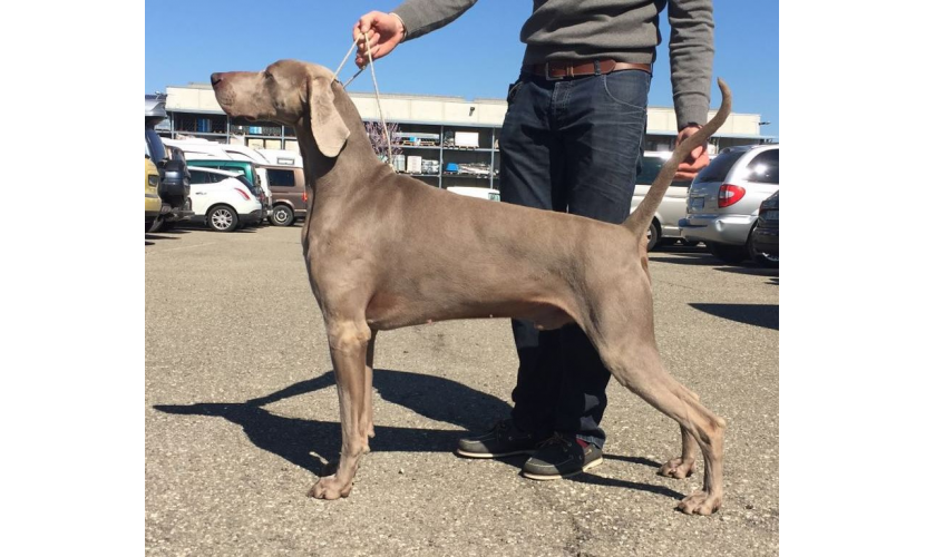 Royal weim cheap